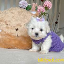 Maltese Terrier Kar Beyaz Yavrular 1