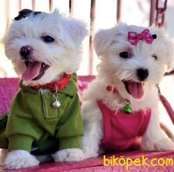 Maltese Terrier Kar Beyaz Yavrularımız 3