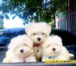 Maltese Terrier Kar Beyaz Yavrularımız 2