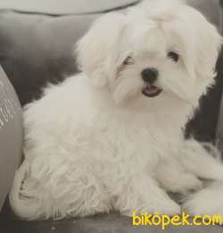 Maltese Terrier Kar Beyaz Yavrularımız 1