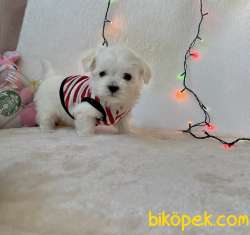 Maltese Terrier Kar Beyaz Yavrularımız 1