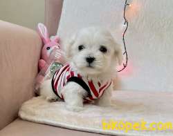 Maltese Terrier Kar Beyaz Yavrularımız 2