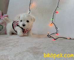 Maltese Terrier Kar Beyaz Yavrularımız 5