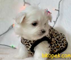 Maltese Terrier Kar Beyaz Yavrularımız 4
