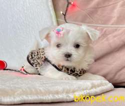 Maltese Terrier Kar Beyaz Yavrularımız 3