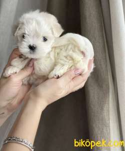 Maltese Terrier Kar Beyaz Yavrularımız 1