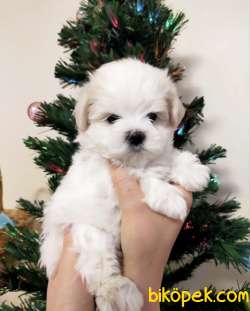 Maltese Terrier Kar Beyaz Yavrularımız 3