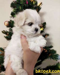 Maltese Terrier Kar Beyaz Yavrularımız 4