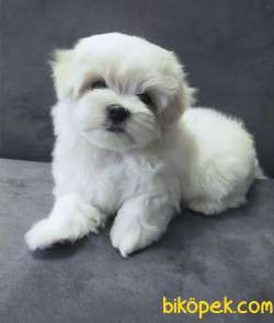 Maltese Terrier Kar Beyaz Yavrularımız 2