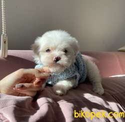 Maltese Terrier Kar Beyaz Yavrularımız 3