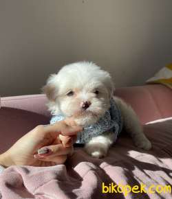Maltese Terrier Kar Beyaz Yavrularımız 4