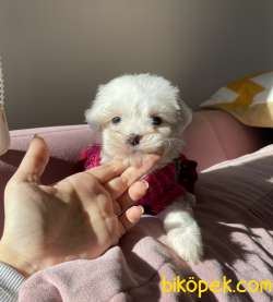 Maltese Terrier Kar Beyaz Yavrularımız 1