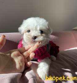Maltese Terrier Kar Beyaz Yavrularımız 2