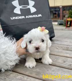 Maltese Terrier Kar Beyaz Yavrularımız 1