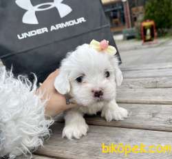 Maltese Terrier Kar Beyaz Yavrularımız 2