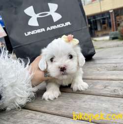 Maltese Terrier Kar Beyaz Yavrularımız 4