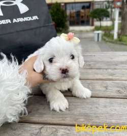 Maltese Terrier Kar Beyaz Yavrularımız 3