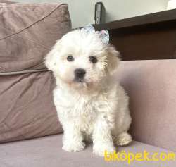 Maltese Terrier Kar Beyaz Yavrularımız 2