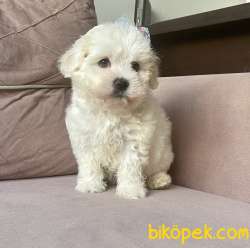Maltese Terrier Kar Beyaz Yavrularımız 3