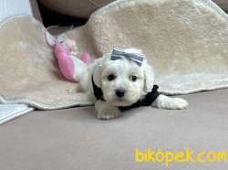 Maltese Terrier Kar Beyaz Yavrularımız 5