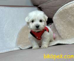 Maltese Terrier Kar Beyaz Yavrularımız 4