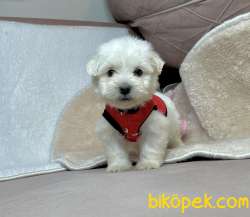 Maltese Terrier Kar Beyaz Yavrularımız 3