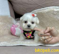 Maltese Terrier Kar Beyaz Yavrularımız 1