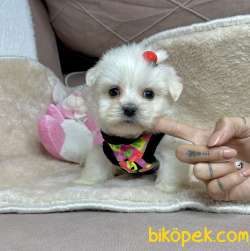 Maltese Terrier Kar Beyaz Yavrularımız 2