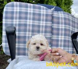Maltese Terrier Maltipoo Safkan Yavrularımız 1