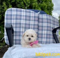 Maltese Terrier Maltipoo Safkan Yavrularımız 2