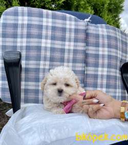 Maltese Terrier Maltipoo Safkan Yavrularımız 4