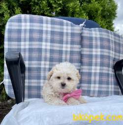 Maltese Terrier Maltipoo Safkan Yavrularımız 3