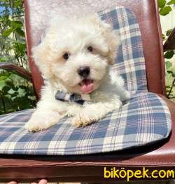 Maltese Terrier Kar Beyaz Yavrularımız 2