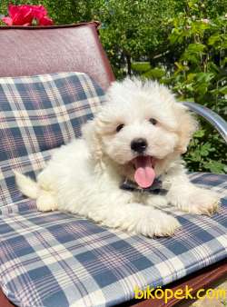 Maltese Terrier Kar Beyaz Yavrularımız 5