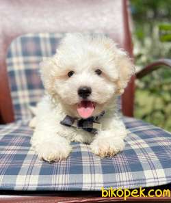 Maltese Terrier Kar Beyaz Yavrularımız 1