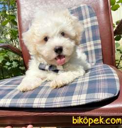 Maltese Terrier Kar Beyaz Yavrularımız 3