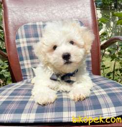 Maltese Terrier Kar Beyaz Yavrularımız 4
