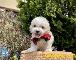 Maltese Terrier Kar Beyaz Yavrularımız 2