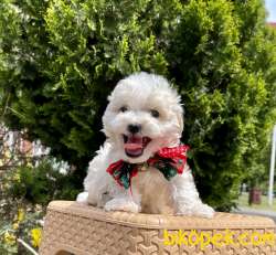 Maltese Terrier Kar Beyaz Yavrularımız 3