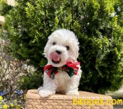 Maltese Terrier Kar Beyaz Yavrularımız 1