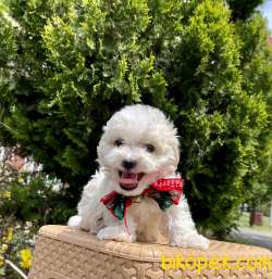 Maltese Terrier Kar Beyaz Yavrularımız 4