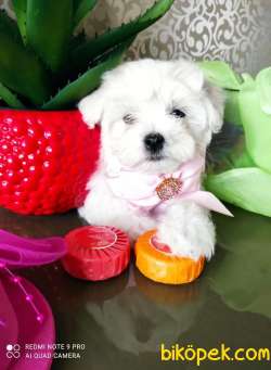 Maltese Terrier Kar Beyaz Yavrularımız 3