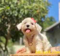 Maltese Terrier Kar Beyaz Yavrularımız 2