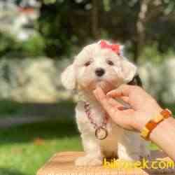 Maltese Terrier Kar Beyaz Yavrularımız 4