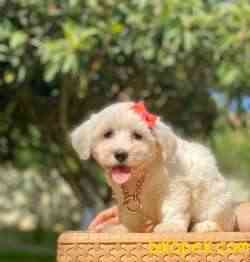 Maltese Terrier Kar Beyaz Yavrularımız 1