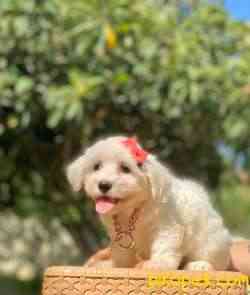 Maltese Terrier Kar Beyaz Yavrularımız 3
