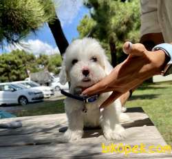Maltese Terrier Kar Beyaz Yavrularımız 4