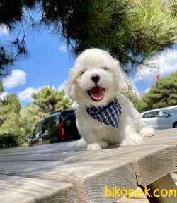 Maltese Terrier Kar Beyaz Yavrularımız 1