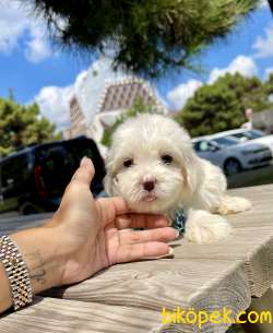 Maltese Terrier Kar Beyaz Yavrularımız 5