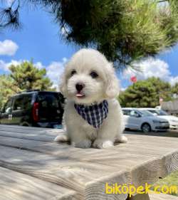 Maltese Terrier Kar Beyaz Yavrularımız 2